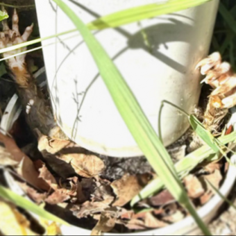 Gardener Spots Tiny Hands Sticking Out Of A Pipe — And Rushes To Help
