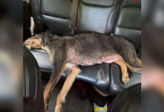 Stray Mama Dog Collapses In Relief After Seeing Her Puppies Safe