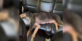 Stray Mama Dog Collapses In Relief After Seeing Her Puppies Safe