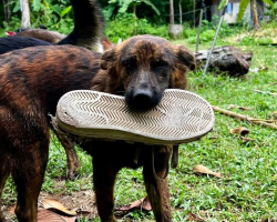 Street Dog Brings Gifts Every Day To The Man Who Fed Her