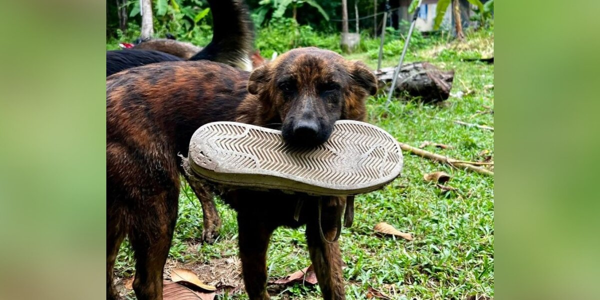 Street Dog Brings Gifts Every Day To The Man Who Fed Her