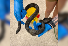 Vets Operate On Snake With “Egg” Stuck Inside — And Discover It’s Something Else Entirely