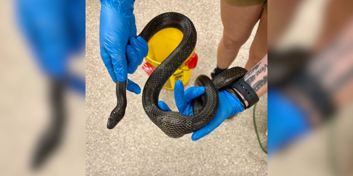 Vets Operate On Snake With “Egg” Stuck Inside — And Discover It’s Something Else Entirely