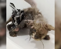 Cat Found Skinny And Covered In Glue Blossoms Into A Fluffy, Happy Boy