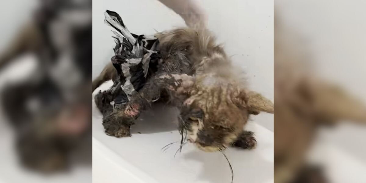 Cat Found Skinny And Covered In Glue Blossoms Into A Fluffy, Happy Boy
