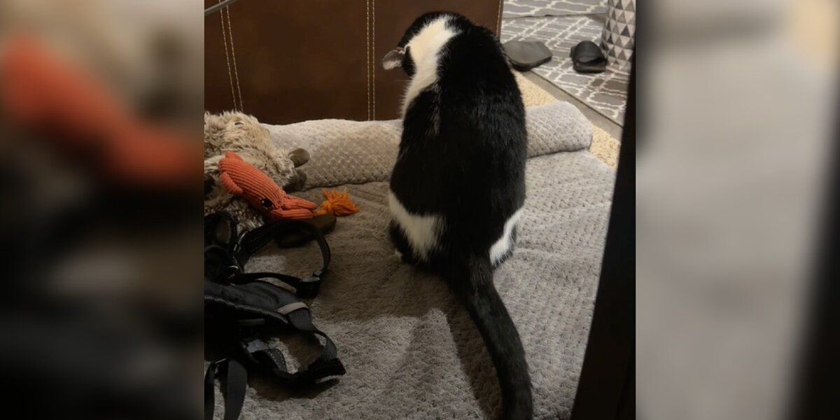 Cat Mourns The Loss Of His Best Friend — A Dog Who Felt More Like a Brother