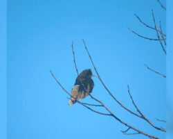 Woman Rushes To Photograph ‘Awesome Bird’ — Then Realizes The Hilarious Truth