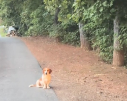 Couple Spots Lonely Dog On The Road — And He Ends Up Changing Their Lives