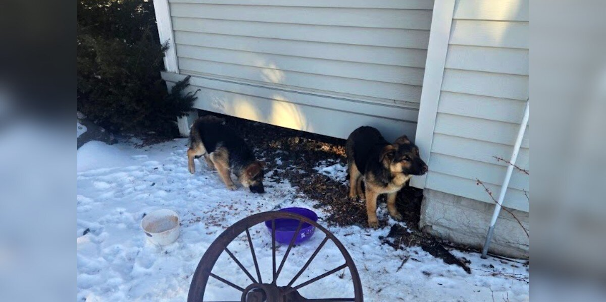 Frostbitten Puppies Found Huddled Beneath Porch In Subzero Cold