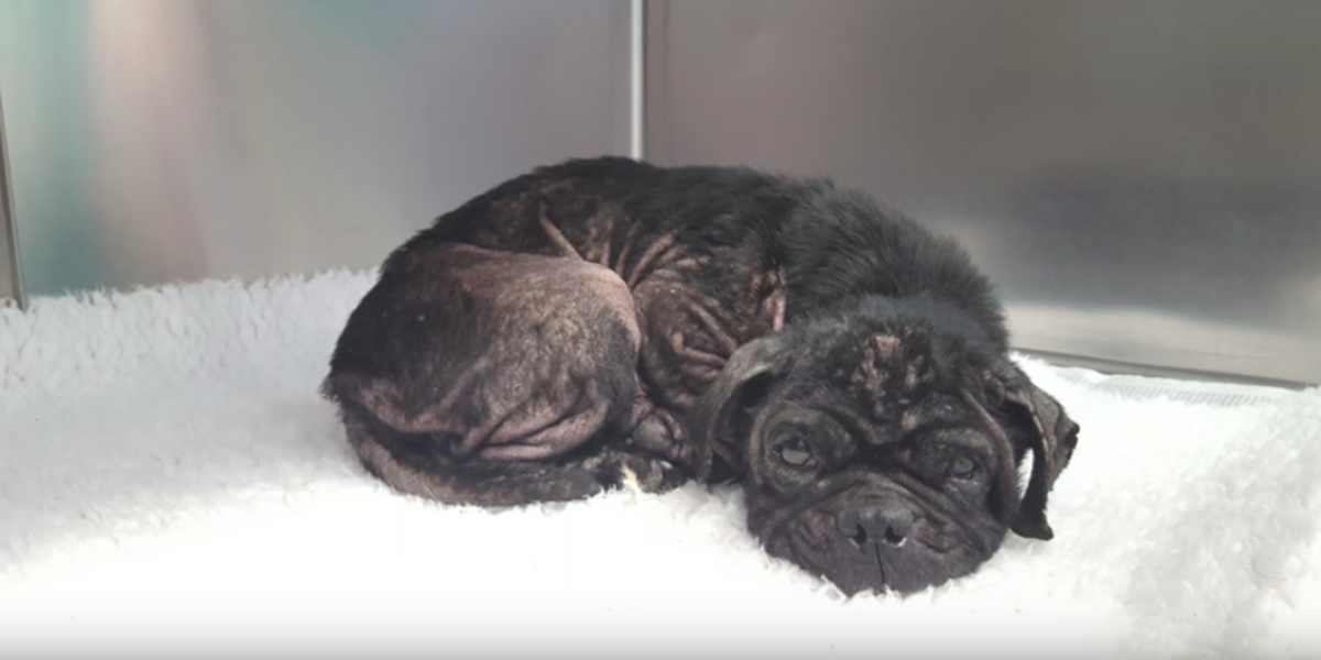 Pug Thrown From Van Finds Hope After a Lifetime of Neglect