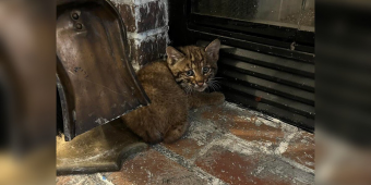 Family Brings ‘Kitten’ Inside During Storm — Then Realizes It’s Someone Wild