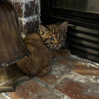 Family Brings ‘Kitten’ Inside During Storm — Then Realizes It’s Someone Wild