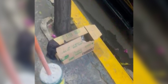 Shop Owner Finds Abandoned Box Outside Her Store — And Hears Tiny Cries From Inside