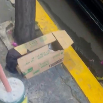 Shop Owner Finds Abandoned Box Outside Her Store — And Hears Tiny Cries From Inside
