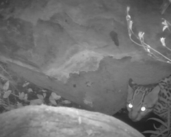 Rare Ocelot Spotted On Trail Camera Brings Hope For Species In The U.S.