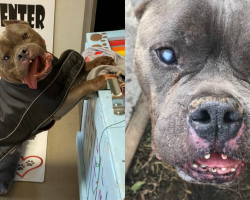 Dog Waits Over A Year For A Family — All Because He Looked A Little Different