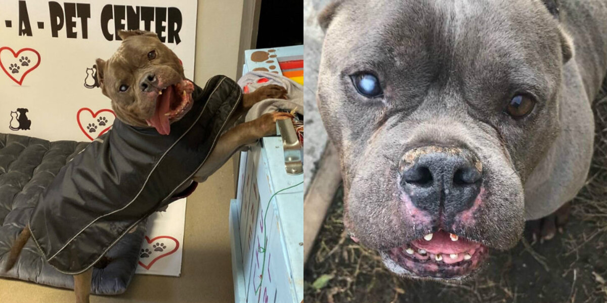 Dog Waits Over A Year For A Family — All Because He Looked A Little Different