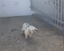 Shaggy Dog Left Tied To Fence In The Blazing Heat Finally Finds Safety