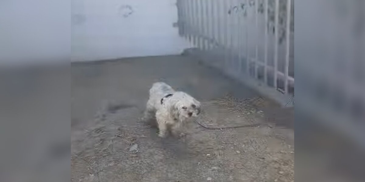 Shaggy Dog Left Tied To Fence In The Blazing Heat Finally Finds Safety