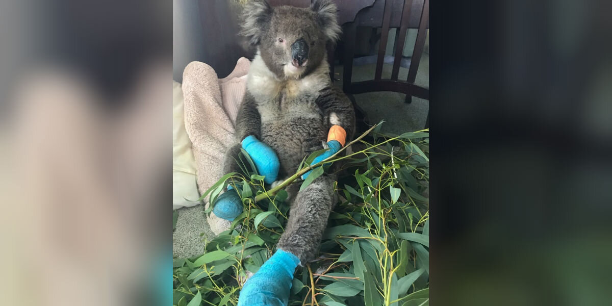 Koala Burned in Fires Finds Comfort and Healing in Loving Care