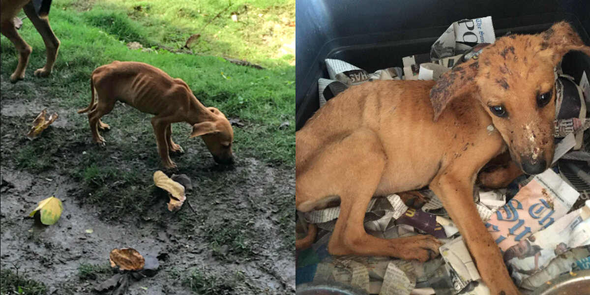 Teen on Vacation Spots a Starving Puppy — and Refuses to Leave Him Behind