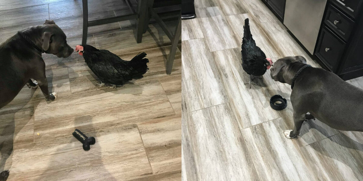 Pit Bull Gently Cares for Her Blind Chicken Sister, Always Bringing Her Favorite Toys