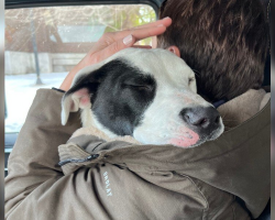 Stray Pup Finally Safe — And He Can’t Stop Snuggling His Rescuer