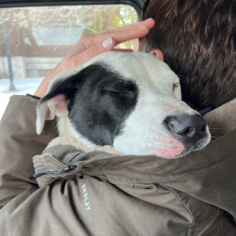 Stray Pup Finally Safe — And He Can’t Stop Snuggling His Rescuer