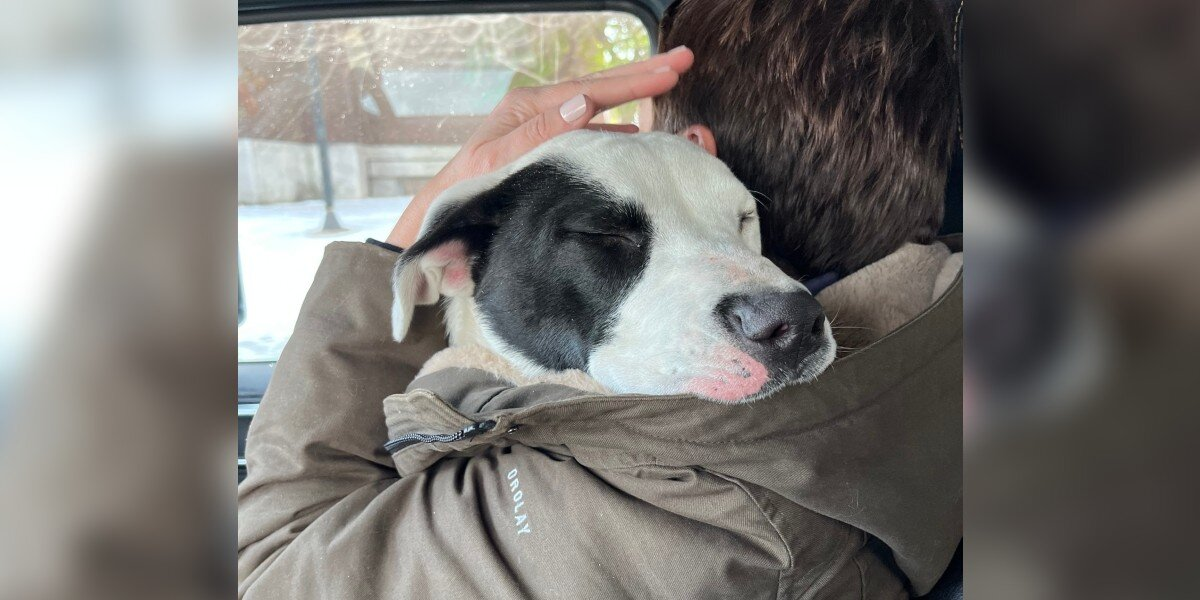 Stray Pup Finally Safe — And He Can’t Stop Snuggling His Rescuer