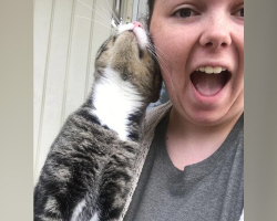 Stray Cat Shows Up On Porch — And Finds His Forever Family