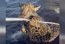Fishermen Rush To Save Tiny Jaguar Cub Struggling In The River