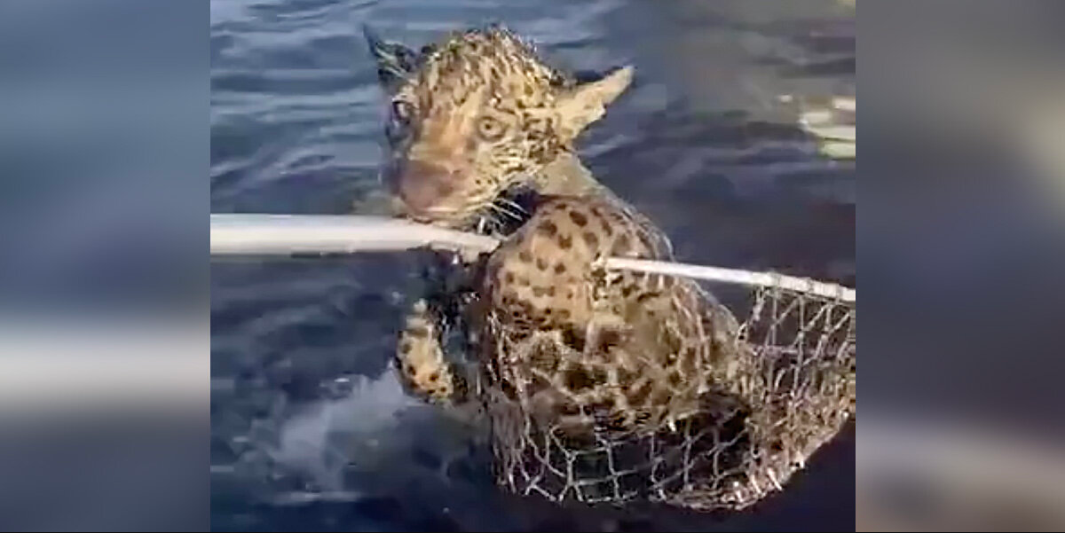 Fishermen Rush To Save Tiny Jaguar Cub Struggling In The River