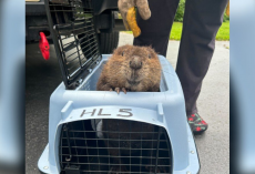 Rescued Baby Beaver Appears To ‘Smile’ At The People Who Saved Her