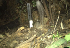 Scientists Thought These ‘Forest Fairies’ Were Gone Forever — Until A Camera Caught A Bushy Tail