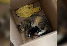 Rescuers Search Everywhere For Missing Mama Cat — And She Turns Up Right Where Her Heart Belongs