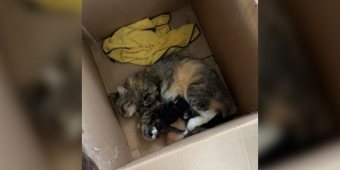 Rescuers Search Everywhere For Missing Mama Cat — And She Turns Up Right Where Her Heart Belongs