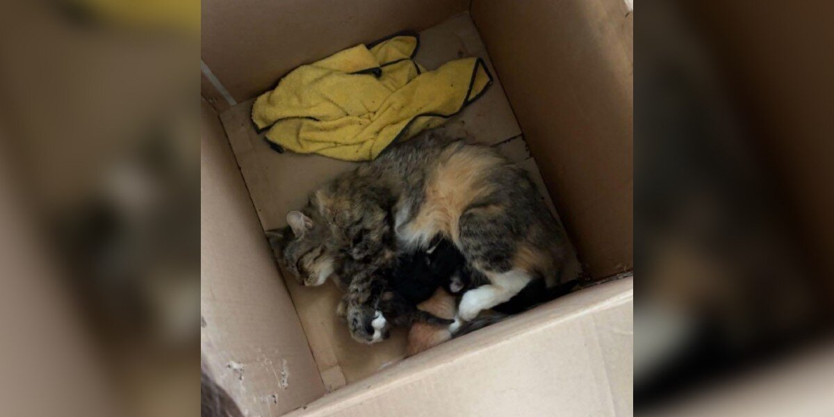Rescuers Search Everywhere For Missing Mama Cat — And She Turns Up Right Where Her Heart Belongs