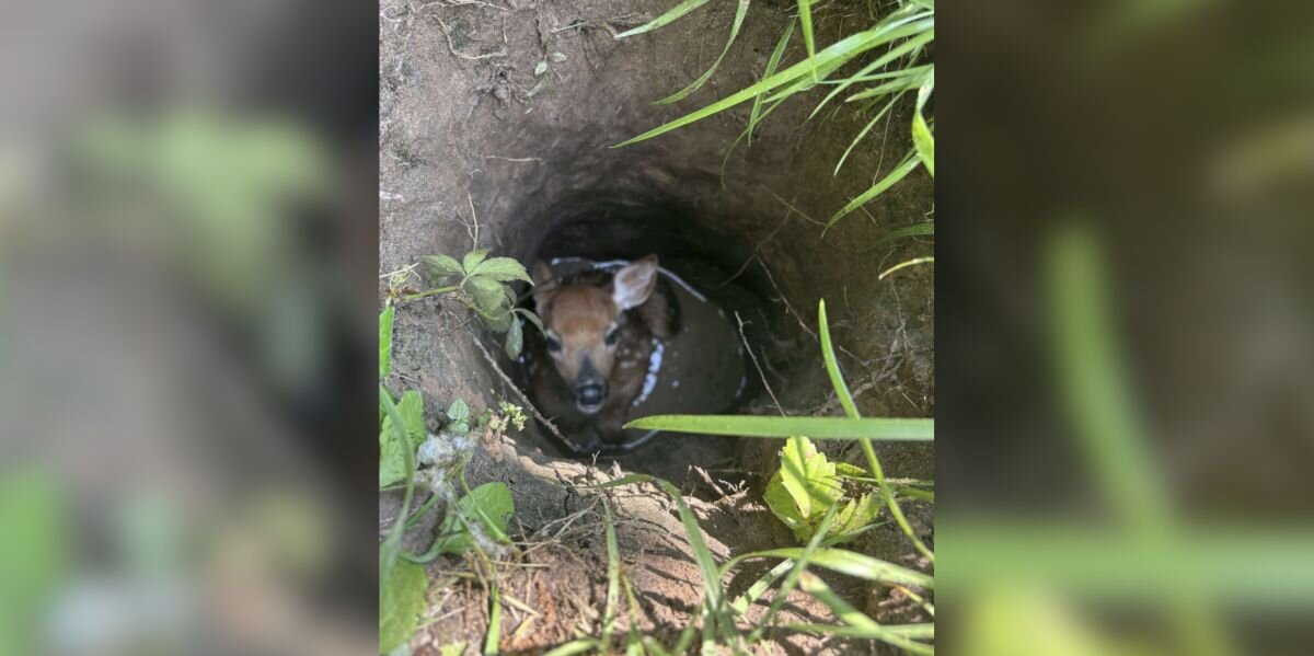 Dog Refuses To Move On Walk — Then Mom Realizes She’s Trying To Save A Life