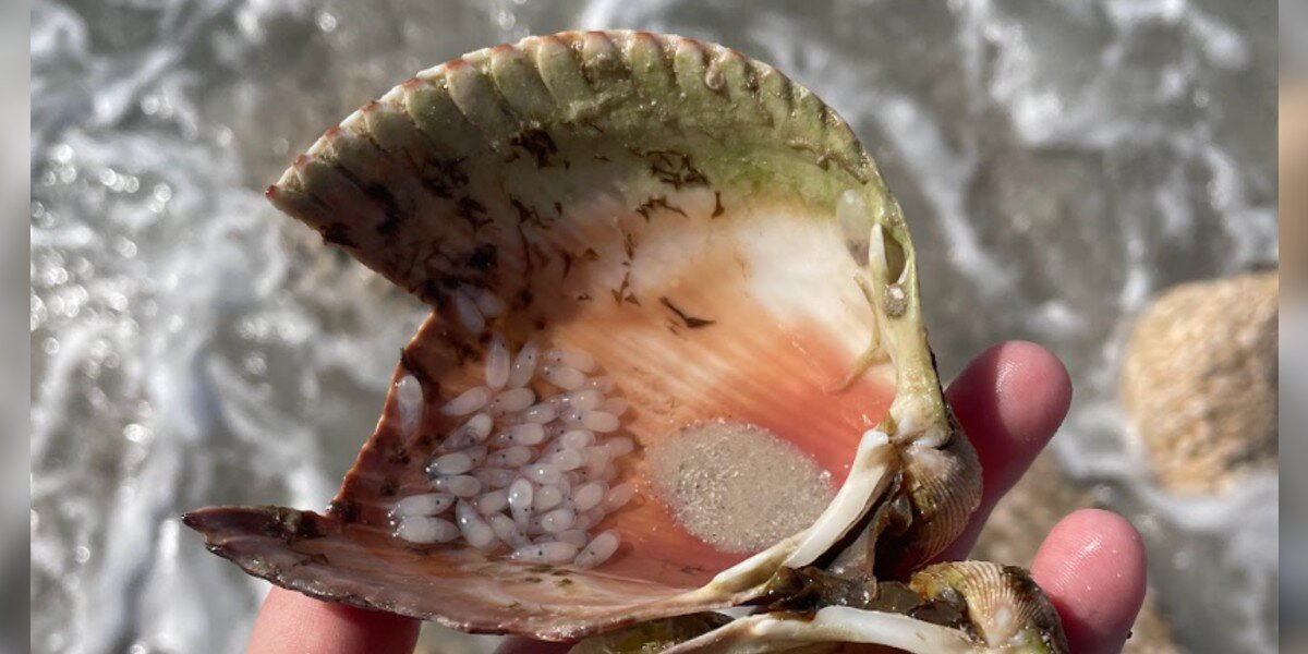 Woman Discovers Strange ‘Bubbles’ In A Shell — And Realizes They’re Baby Octopuses