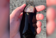 Woman Finds A ‘Mermaid’s Purse’ On The Beach — And It Hatches In Her Hand