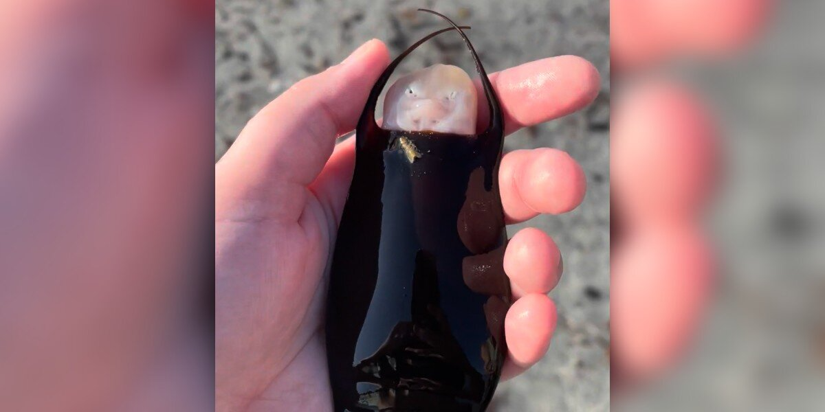 Woman Finds A ‘Mermaid’s Purse’ On The Beach — And It Hatches In Her Hand