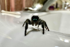 Woman Builds an Unexpected Friendship With a Tiny Spider in Her Bathroom