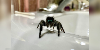 Woman Builds an Unexpected Friendship With a Tiny Spider in Her Bathroom