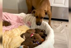 Rescue Dog Gives Birth to 14 Puppies — And Proves to Be the Sweetest Mom