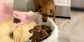 Rescue Dog Gives Birth to 14 Puppies — And Proves to Be the Sweetest Mom