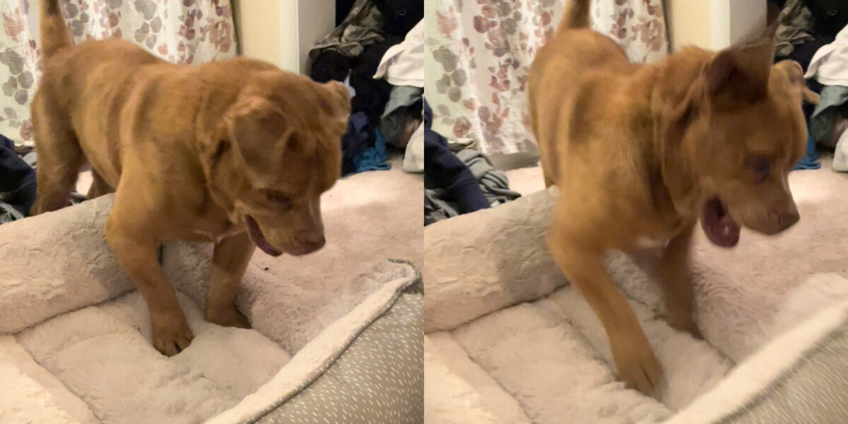 Blind Dog Freed After 8 Years on a Chain Discovers the Joy of His Very First Bed