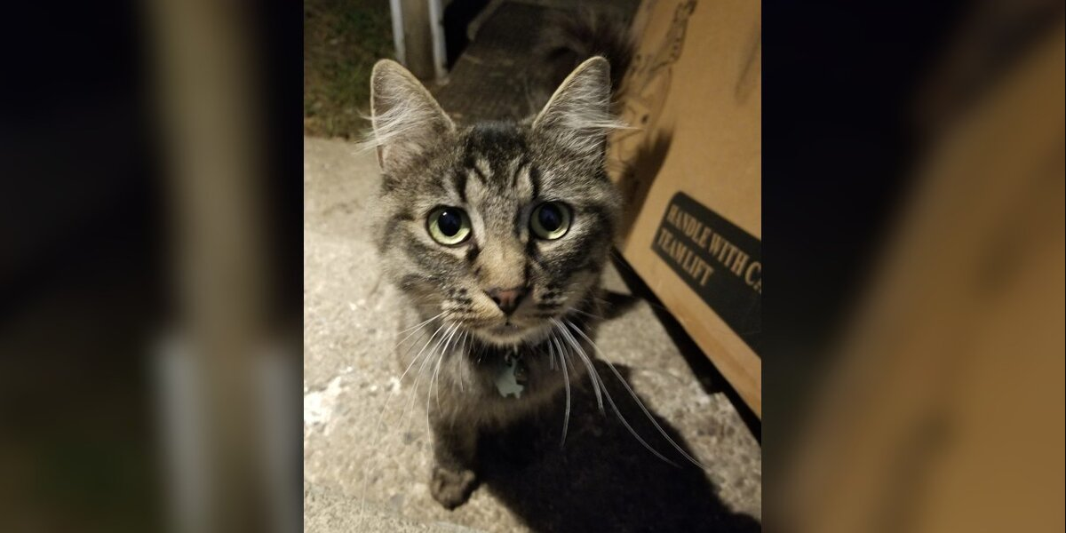 Cat With Worn Collar Runs Into Stranger’s Home And Decides To Stay