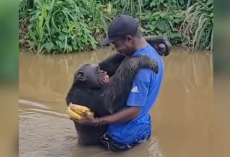 Rescued Chimp Reunites With His Caregiver — And Can’t Stop Hugging Him