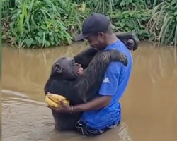 Rescued Chimp Reunites With His Caregiver — And Can’t Stop Hugging Him