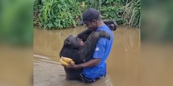 Rescued Chimp Reunites With His Caregiver — And Can’t Stop Hugging Him